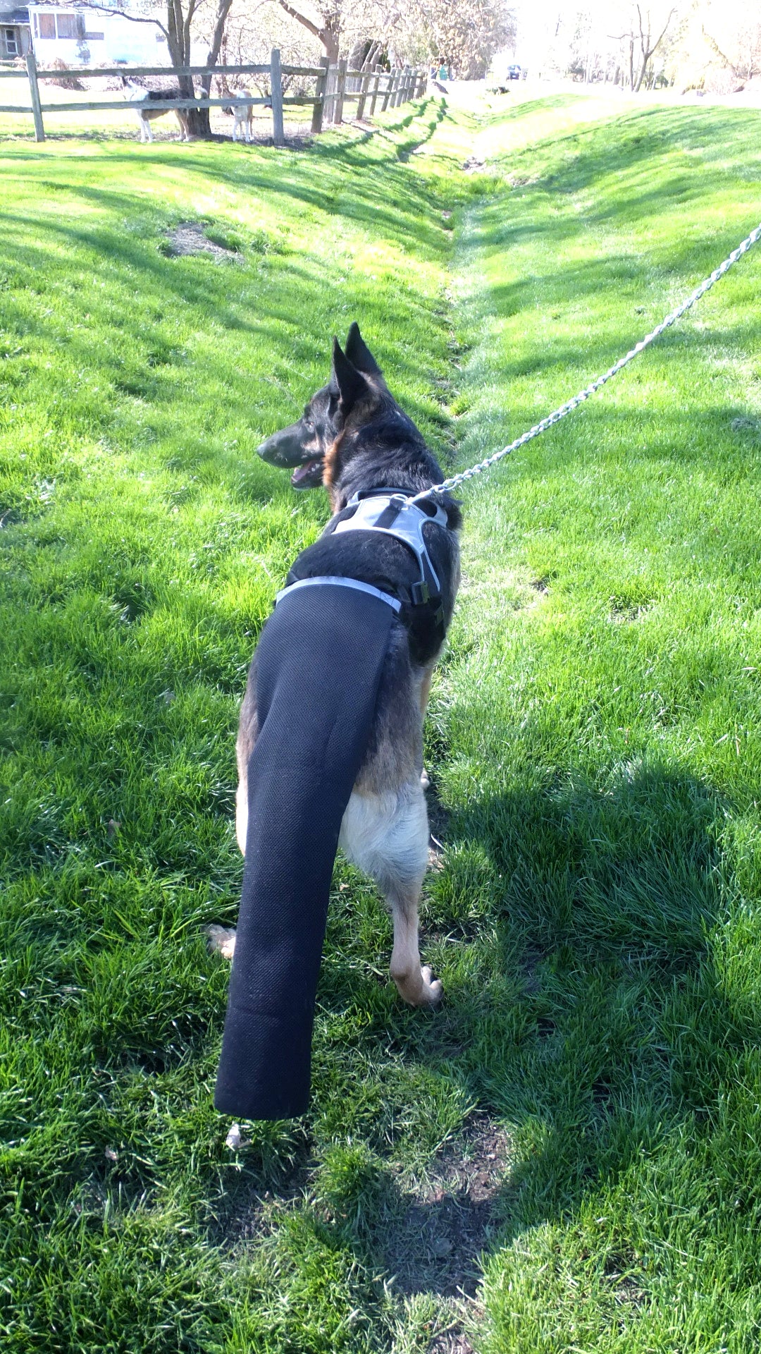 Heal your dogs injured tail tip with K9 TailSaver, and your dog will thank you because it's comfortable. Avoid risky and expensive docking, this is kind and effective. Its guaranteed or your money back.