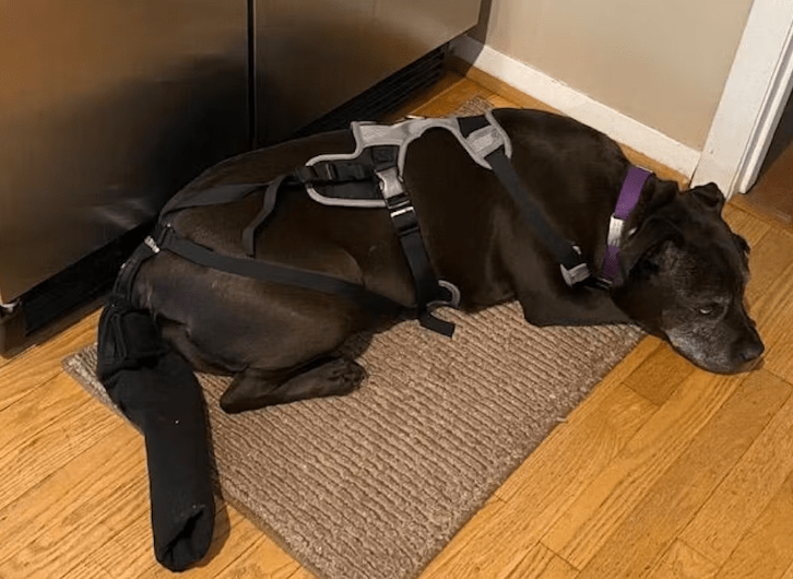 How to Properly Bandage a Dog's Tail?