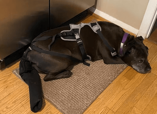 How to Properly Bandage a Dog's Tail?