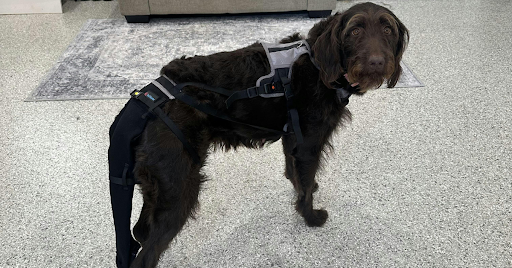 Best dog tail protector for managing happy tail