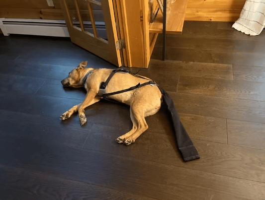 Helping Your Pup Heal: Understanding Dog Tail Fractures