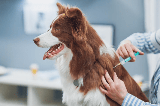 Treating a dog's tail injury