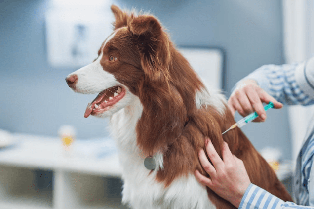 Treating a dog's tail injury
