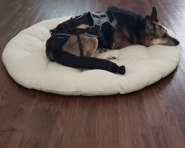 Understanding The Complexity of a Dog's Tail Injury