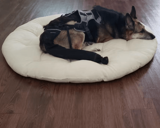 Understanding The Complexity of a Dog's Tail Injury