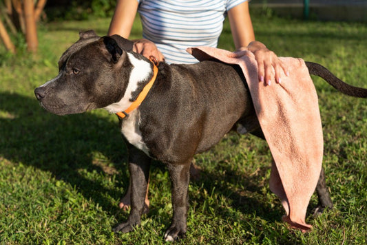 From Trauma to Healing: Helping Your Dog with an Injured Tail
