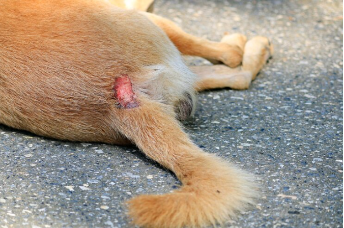 Don't Ignore The Signs: Treating an Infected Tail on Your Dog