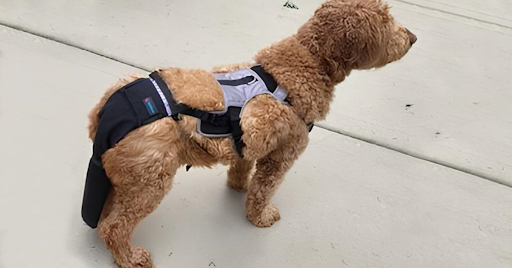 How to Prevent Tail Licking in Dogs Using a TailSaver Guard? | Stop Ta ...
