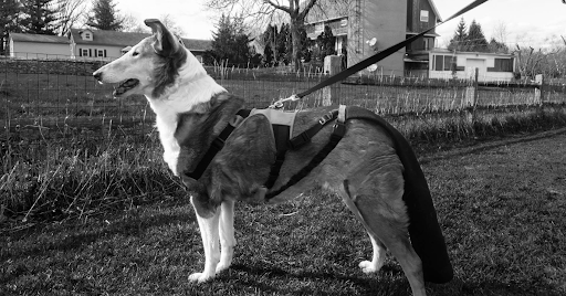 What is a lick sleeve for dogs?