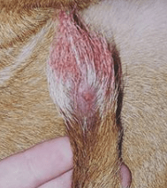 Dog suffering from tail injury