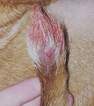 Dog suffering from tail injury