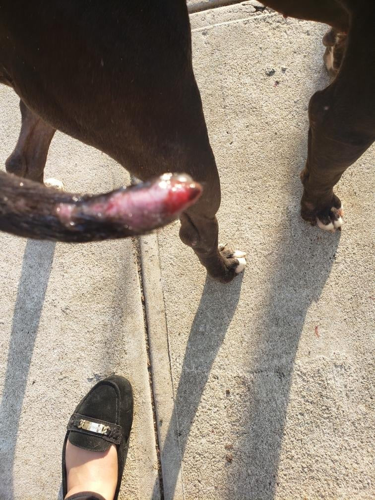 Tail injuries in dogs