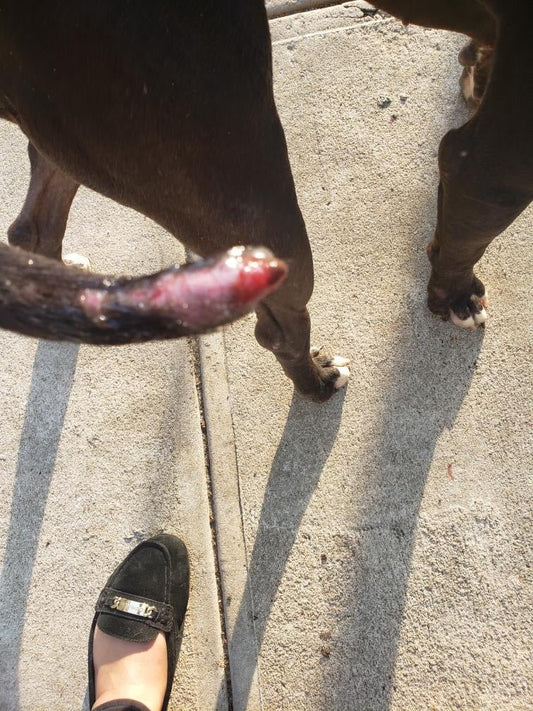 Tail injuries in dogs