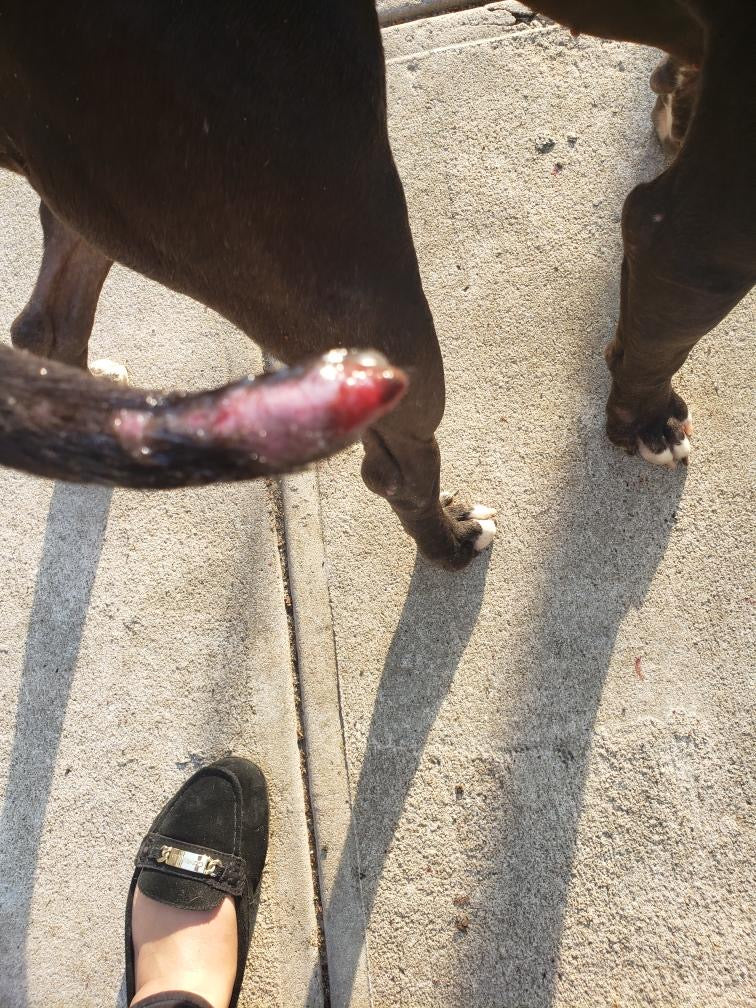 Tail injuries in dogs