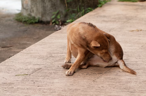 Breaking The Cycle: Strategies To Stop Your Dog From Biting Her Tail