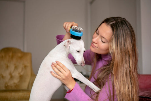 The ABCs of Happy Tail Syndrome Treatment for Dogs