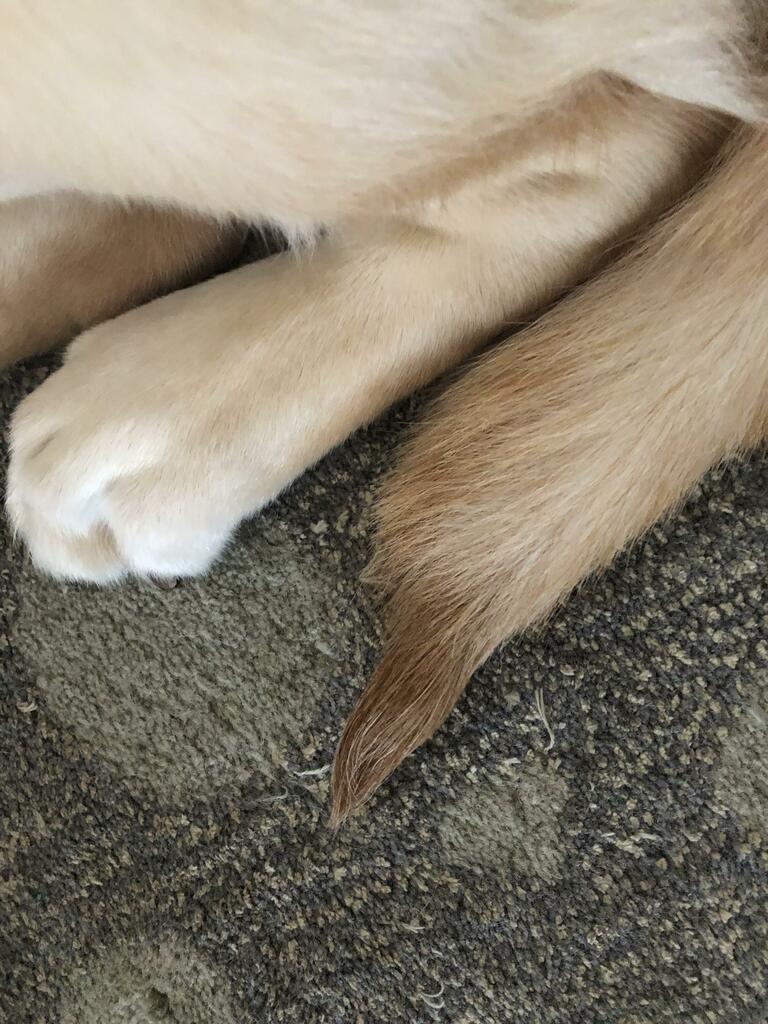 Navigating the Landscape of Happy Tail Syndrome in Canines