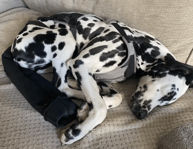 Understanding Why Your Dog’s Tail May Bleed