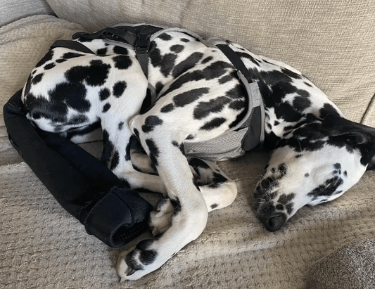 Understanding Why Your Dog’s Tail May Bleed