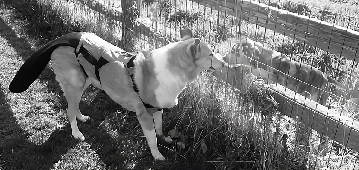 K9 TailSaver: Heals Happy Tail, and ALL Dog Tail Injuries – Happy TailSaver