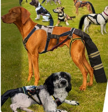 K9 TailSaver® Set